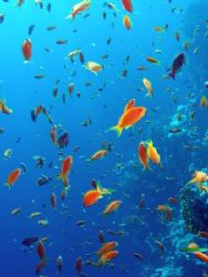 Anthias taken at Shark Observatory with Olympus SP350. by Anel Van Veelen 